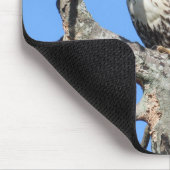 Red Tail Hawk zum Start bereit Mousepad (Ecke)