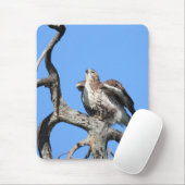 Red Tail Hawk zum Start bereit Mousepad (Mit Mouse)