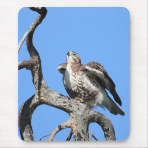 Red Tail Hawk zum Start bereit Mousepad