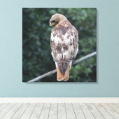 Red Tail Hawk (Zurück) Canvas Print Leinwanddruck (Insitu (Holzboden))