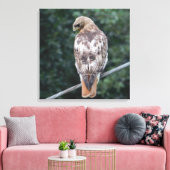 Red Tail Hawk (Zurück) Canvas Print Leinwanddruck (Insitu (Wohnzimmer))