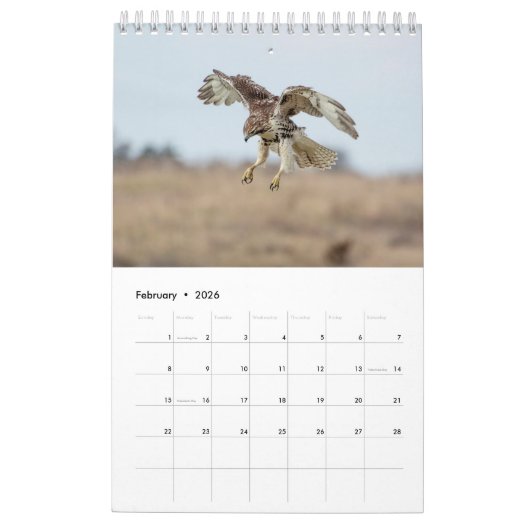 Red Tail Hawks 2026 Kalender (Feb 2026)