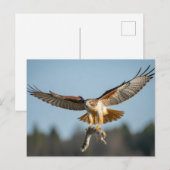 Red-tailed hawk catches squirrel postkarte (Vorne/Hinten)
