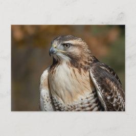 Red-tailed hawk closeup postkarte