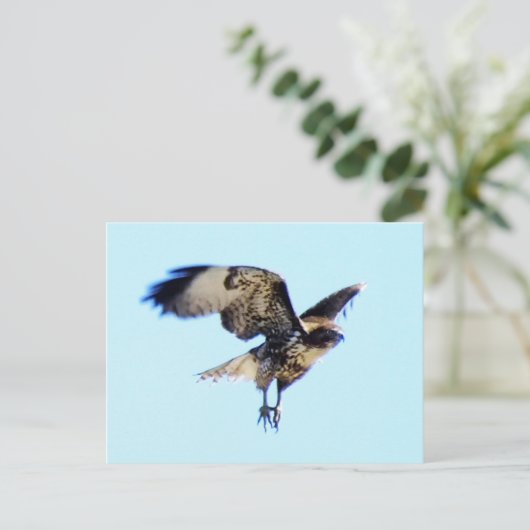 Red-tailed Hawk in Flight Custom Postkarte (Stehend Vorderseite)