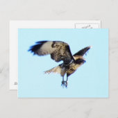 Red-tailed Hawk in Flight Custom Postkarte (Vorne/Hinten)