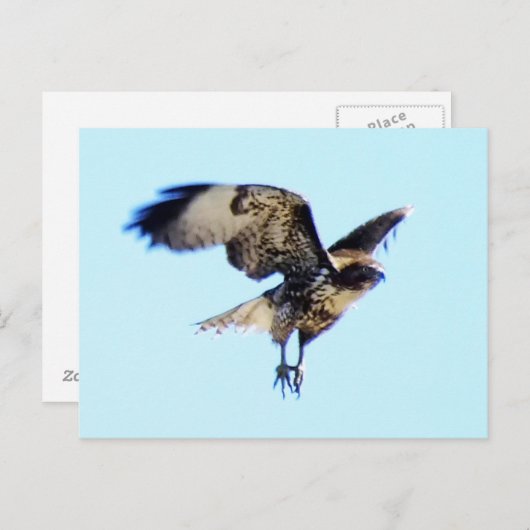 Red-tailed Hawk in Flight Custom Postkarte (Vorne/Hinten)