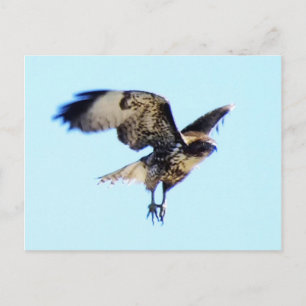 Red-tailed Hawk in Flight Custom Postkarte