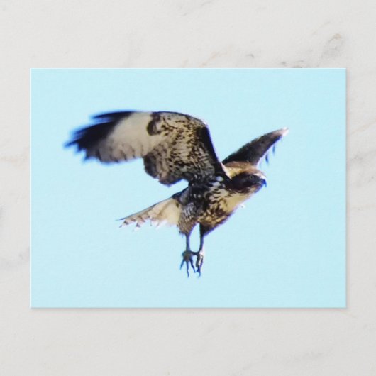Red-tailed Hawk in Flight Custom Postkarte (Vorderseite)