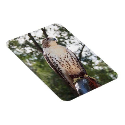 Red-Tailed Hawk Magnet (Rechte Seite)