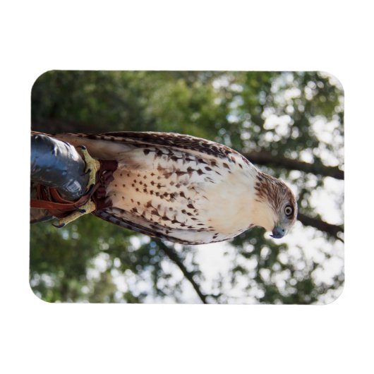 Red-Tailed Hawk Magnet (Horizontal)