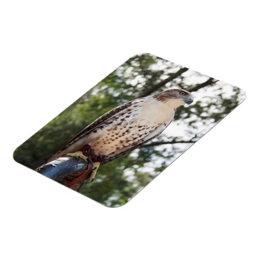 Red-Tailed Hawk Magnet (Linke Seite)