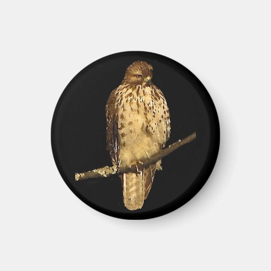 Red Tailed Hawk Magnet (Vorne)