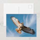 Red-tailed hawk postkarte (Vorne/Hinten)