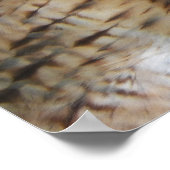 Red-tailed Hawk Raptor Photographic Poster (Ecke)