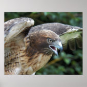 Red-tailed Hawk Raptor Photographic Poster (Vorne)