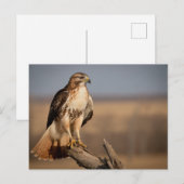 Red-tailed hawk Relaxing Postkarte (Vorne/Hinten)