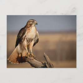 Red-tailed hawk Relaxing Postkarte
