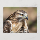 Red-tailed hawk Seating Postkarte (Vorderseite)