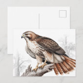 Red-tailed hawk sketch postkarte (Vorne/Hinten)