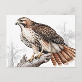Red-tailed hawk sketch postkarte