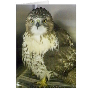 Red Tailing Hawk