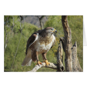 Red Tailing Hawk
