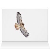 Red Tailing Hawk (Innenansicht Horizontal (Oben))