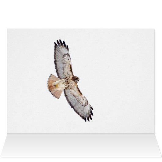 Red Tailing Hawk (Innenansicht Horizontal (Oben))