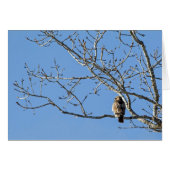 Red Tailing Hawk (Vorderseite (Horizontal))