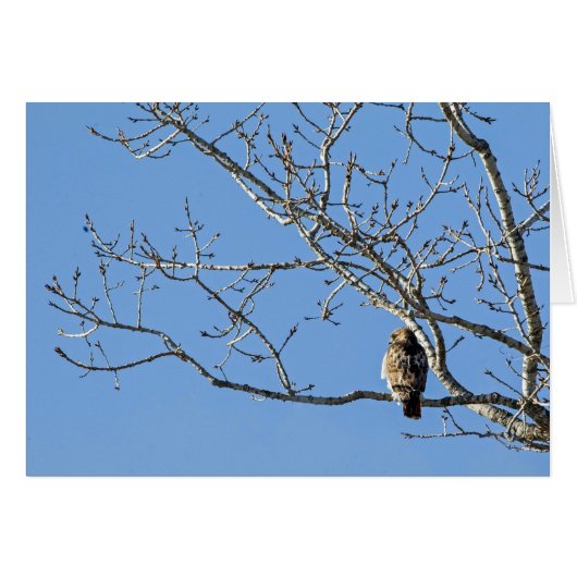 Red Tailing Hawk (Vorderseite (Horizontal))