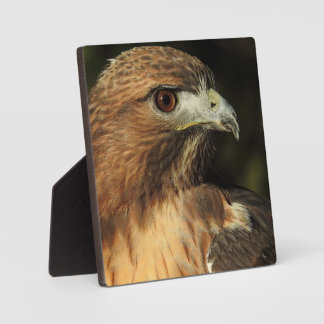 Red Tailing Hawk Desktop Plaque Fotoplatte
