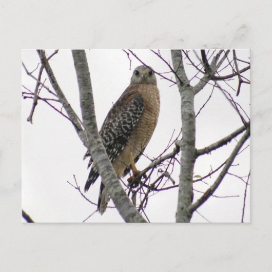 Red Tailing Hawk Foto Postcard Postkarte (Vorderseite)