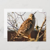 Red Tailing Hawk Foto Postcard Postkarte (Vorne/Hinten)