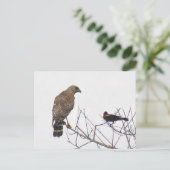 Red Tailing Hawk Foto Postcard Postkarte (Stehend Vorderseite)