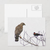 Red Tailing Hawk Foto Postcard Postkarte (Vorne/Hinten)