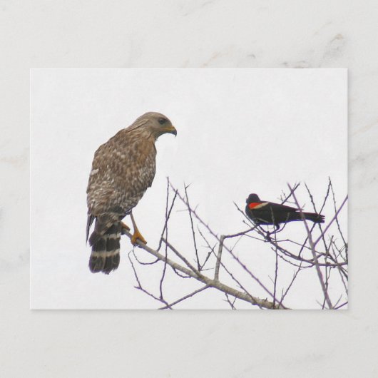 Red Tailing Hawk Foto Postcard Postkarte (Vorderseite)
