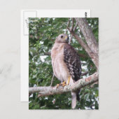 Red Tailing Hawk Foto Postcard Postkarte (Vorne/Hinten)