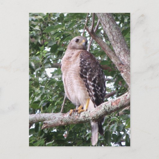 Red Tailing Hawk Foto Postcard Postkarte (Vorderseite)
