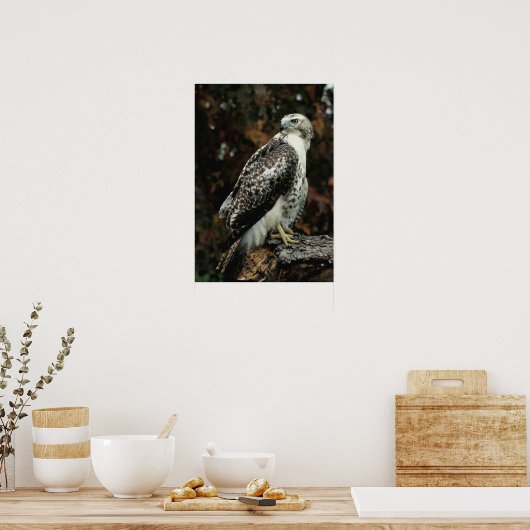 Red Tailing Hawk Foto Poster (Küche)