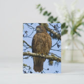 Red Tailing Hawk Foto Postkarte (Stehend Vorderseite)