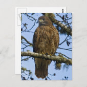 Red Tailing Hawk Foto Postkarte (Vorne/Hinten)