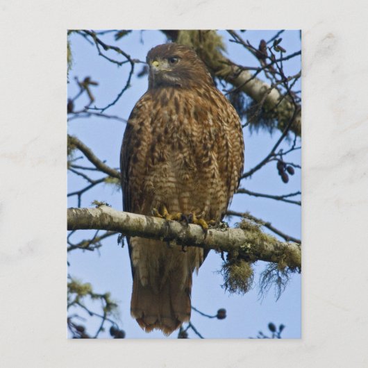 Red Tailing Hawk Foto Postkarte (Vorderseite)