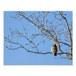 Red Tailing Hawk Fotodruck