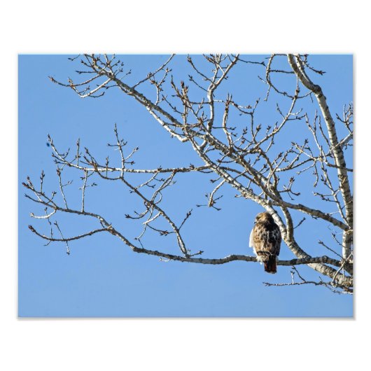 Red Tailing Hawk Fotodruck (Vorne)