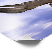 Red Tailing Hawk Fotodruck (Ecke)