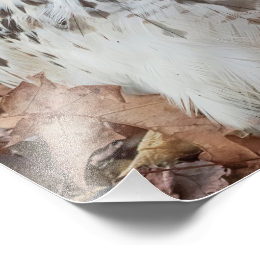 Red Tailing Hawk Fotodruck (Ecke)