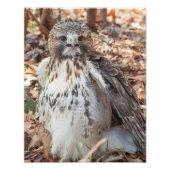 Red Tailing Hawk Fotodruck (Vorne)