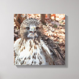 Red Tailing Hawk Leinwanddruck