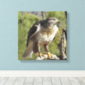 Red Tailing Hawk Leinwanddruck (Insitu (Holzboden))